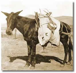 A pack mule with a loaded pack saddle.