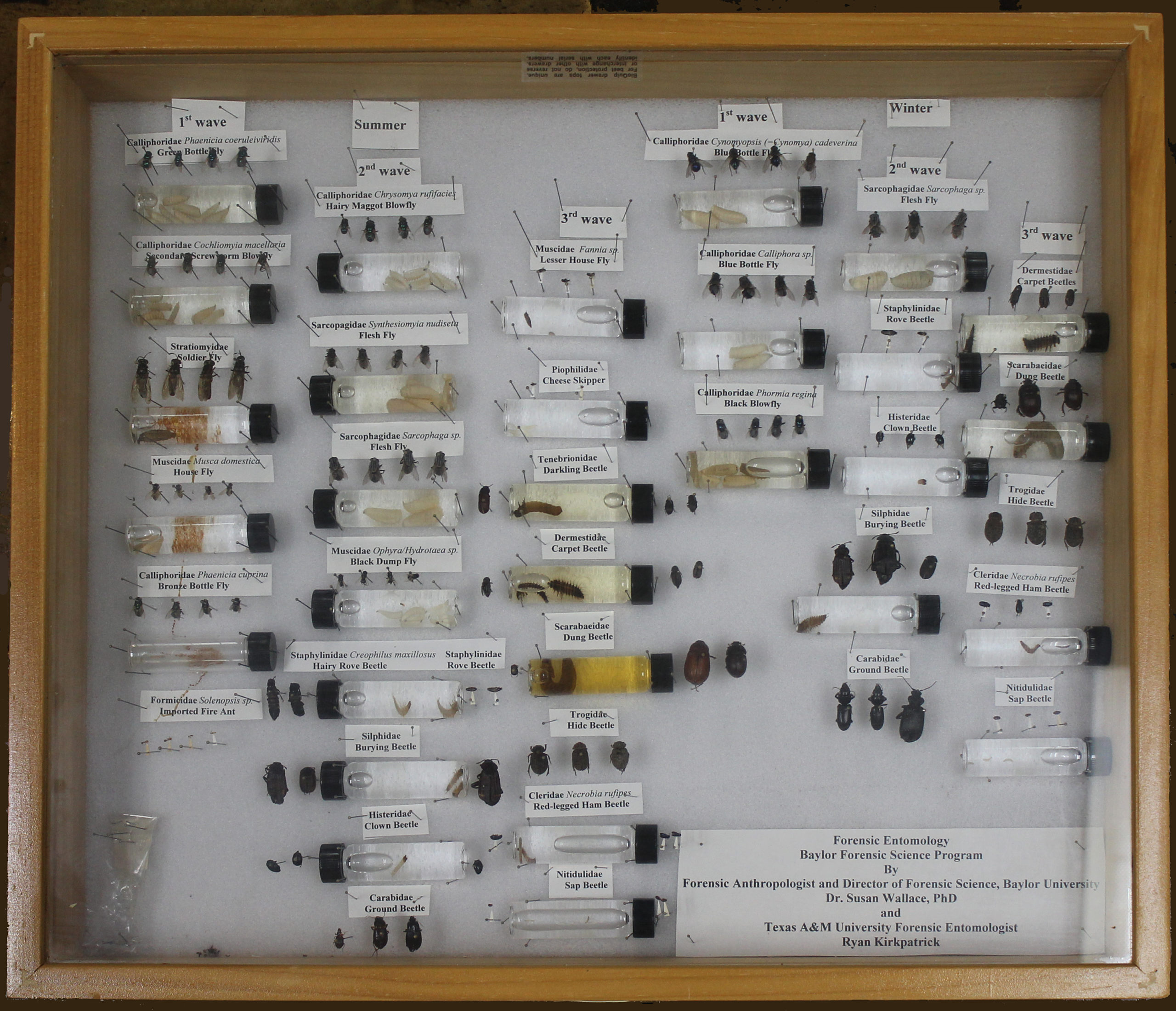 Various bug samples pinned to a white background in a glass box with a brown wooden frame. Some of the bug samples are in tubes.